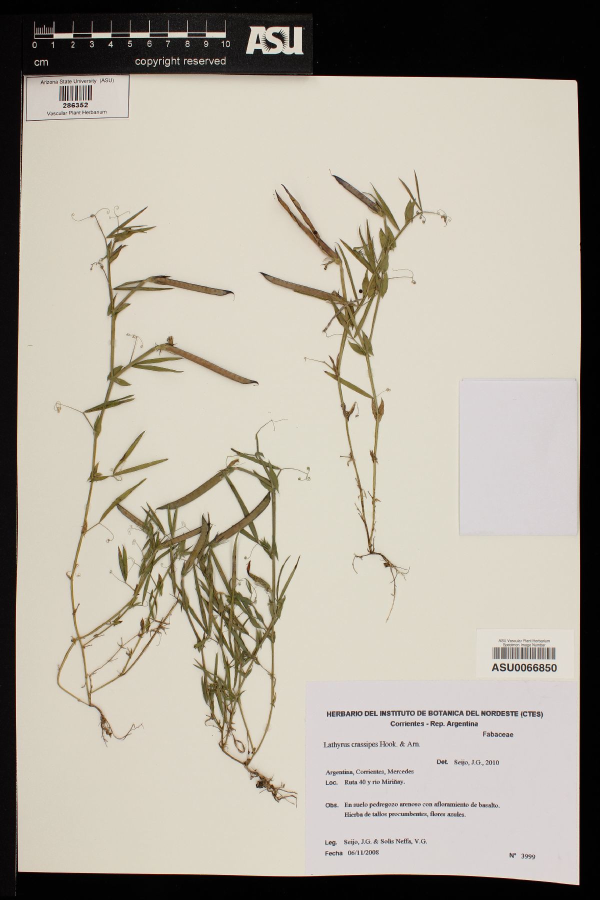 Lathyrus crassipes image
