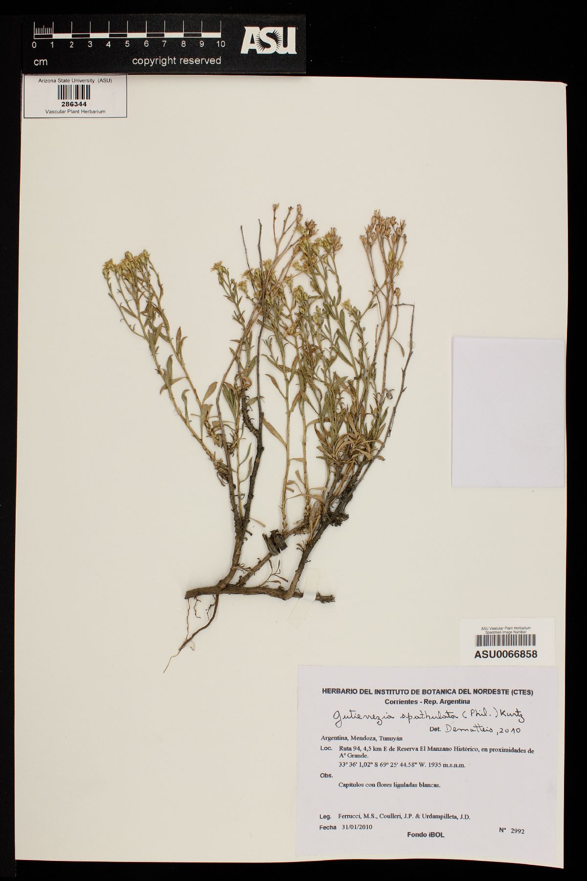 Gutierrezia spathulata image