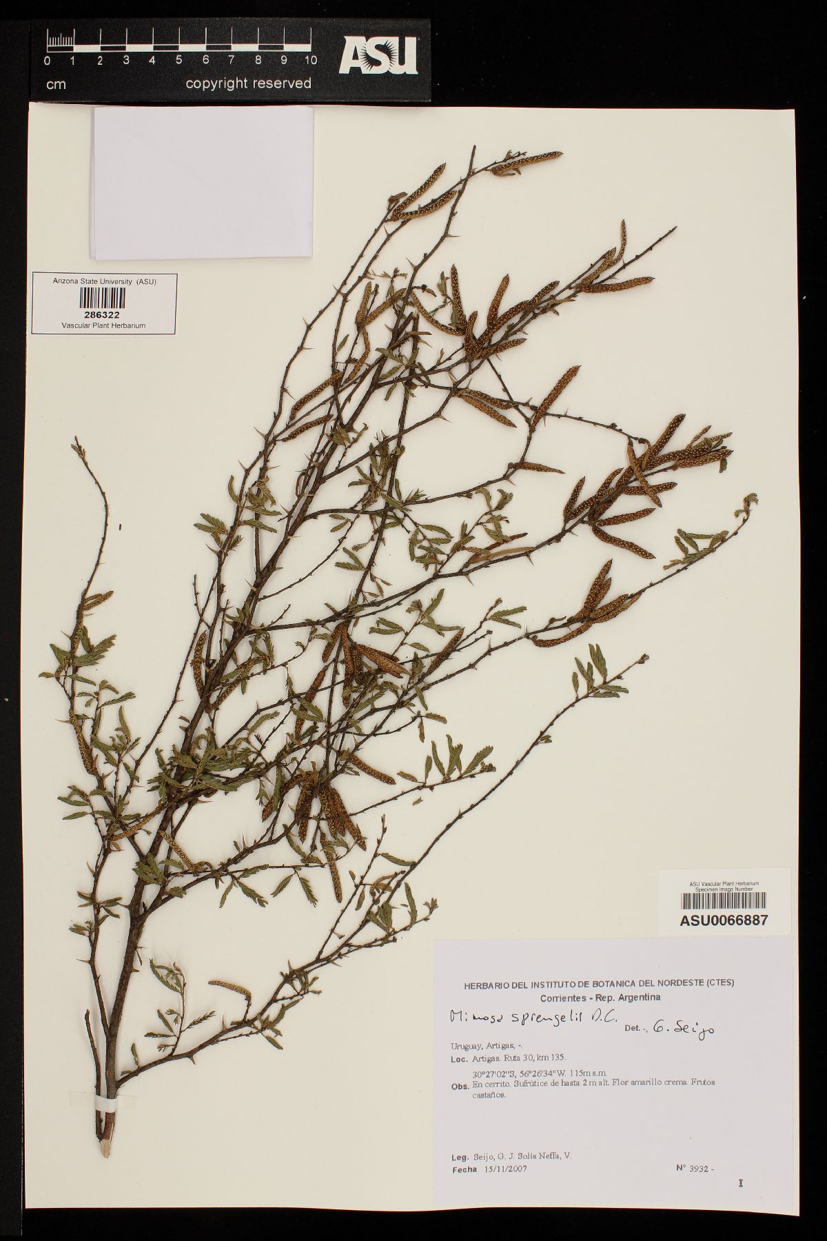 Mimosa sprengelii image