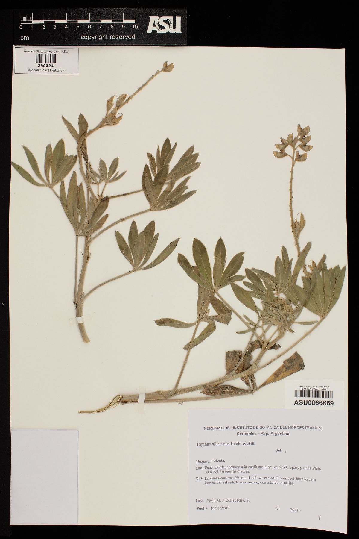 Lupinus albescens image