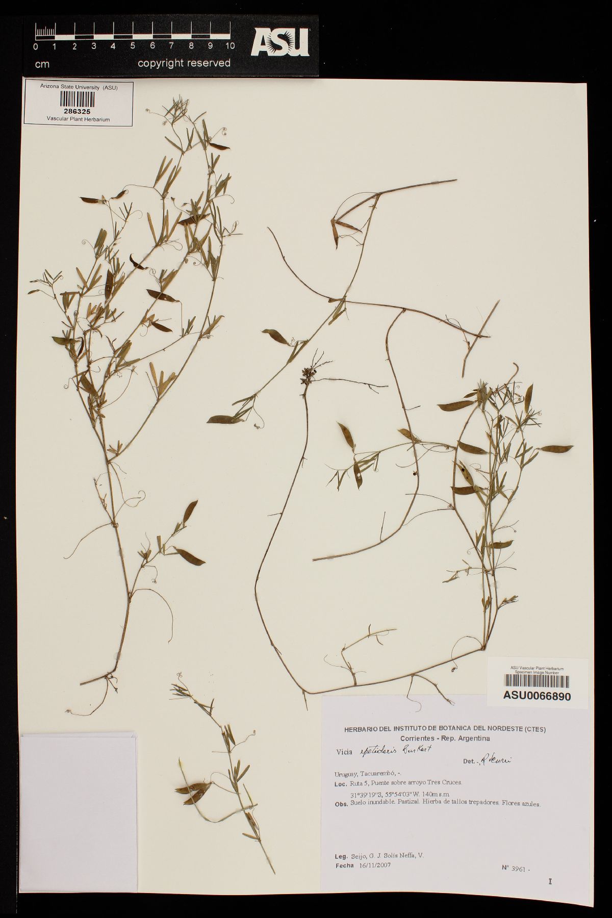 Vicia epetiolaris image