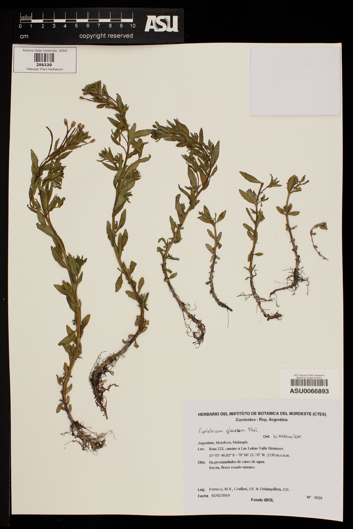 Epilobium glaucum image