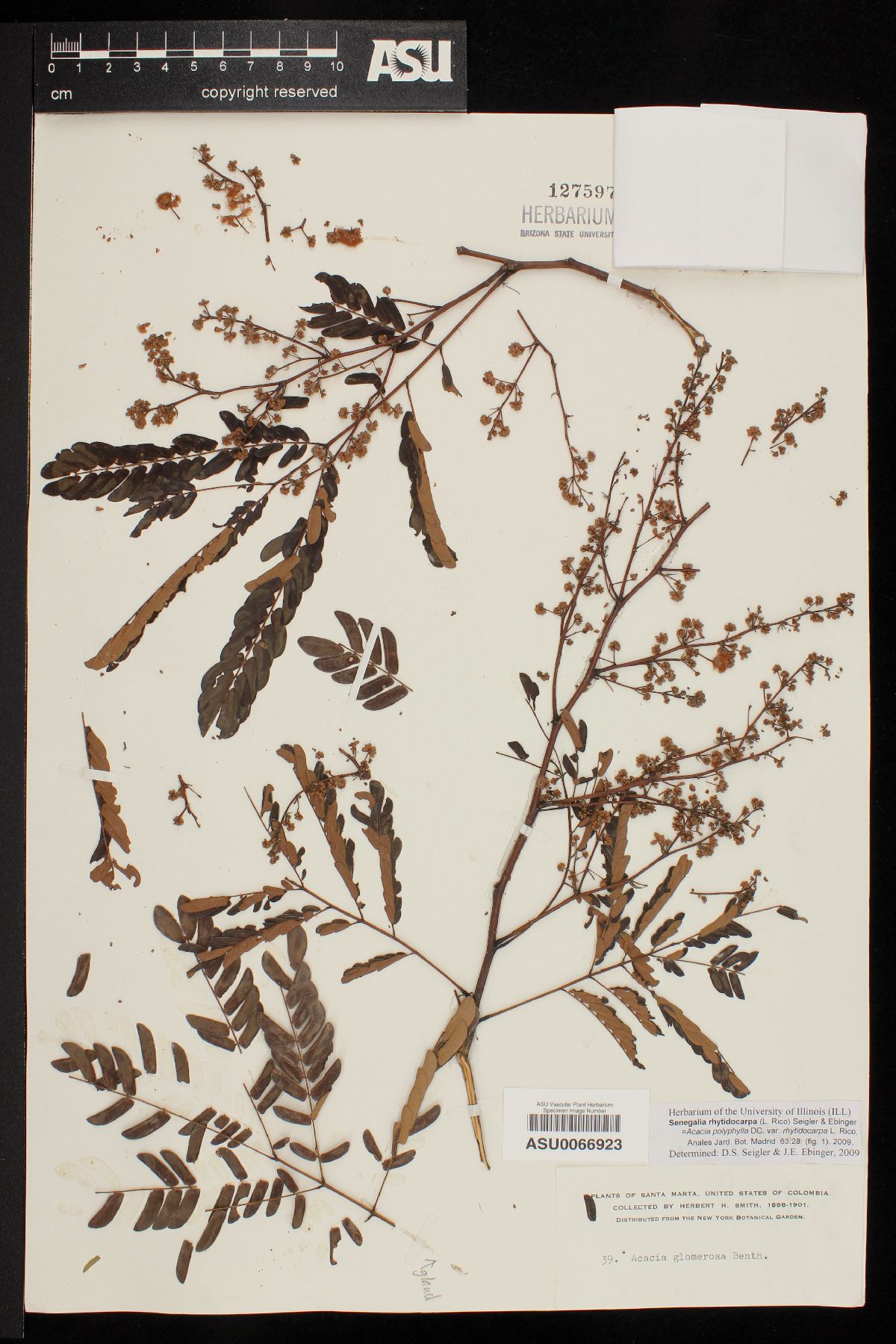 Senegalia rhytidocarpa image