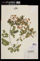 Senegalia micrantha image