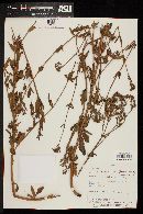 Galianthe eupatorioides image