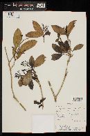Rudgea jasminoides image