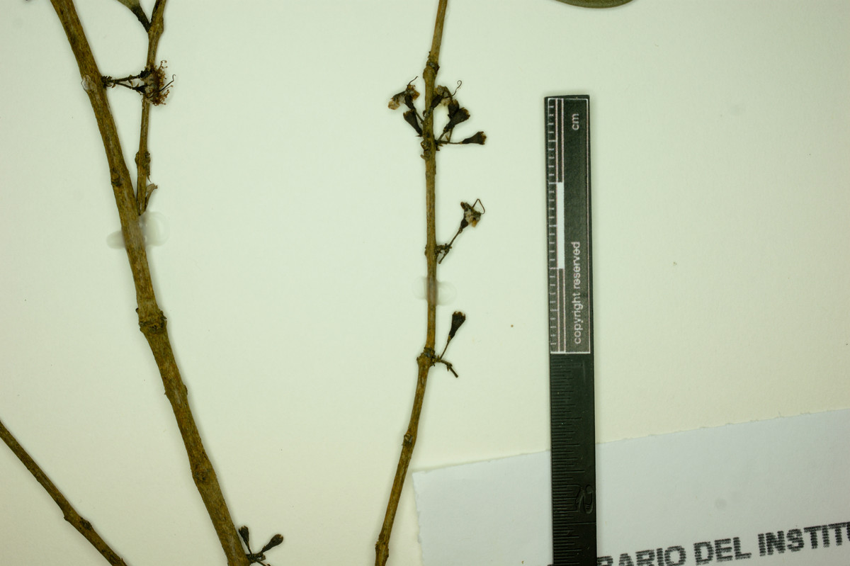 Eugenia repanda image