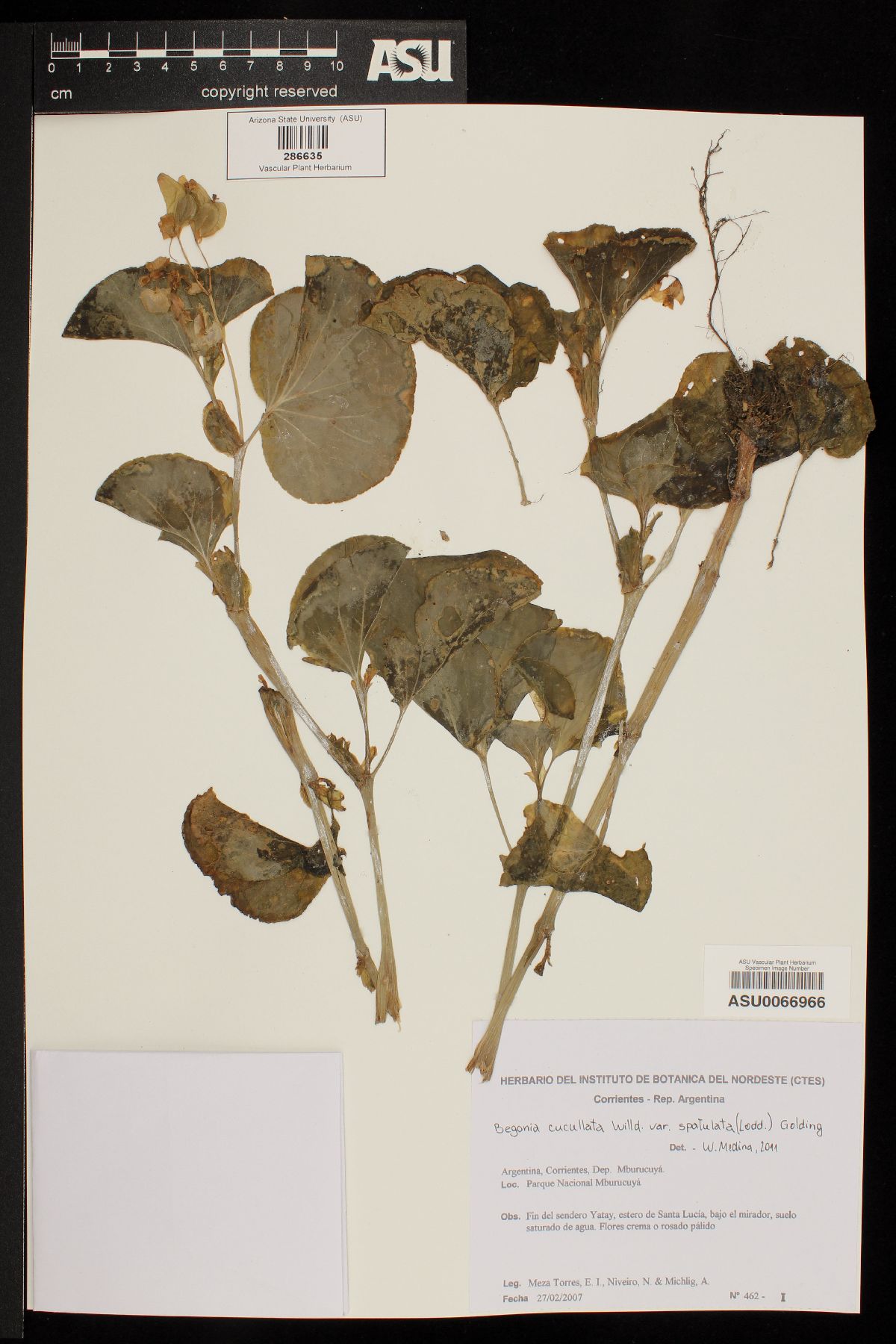 Begonia cucullata var. spatulata image