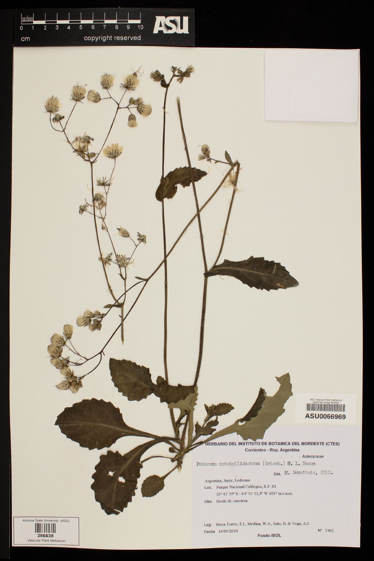 Podocoma image