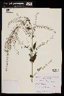 Hyptis floribunda image