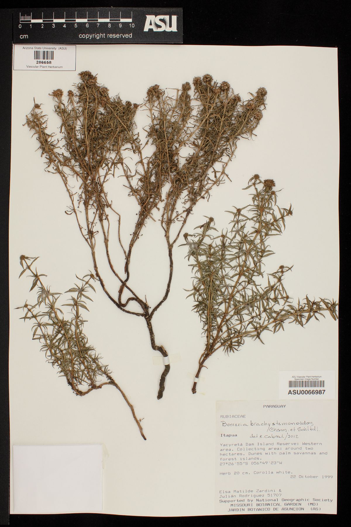 Spermacoce brachystemonoides image
