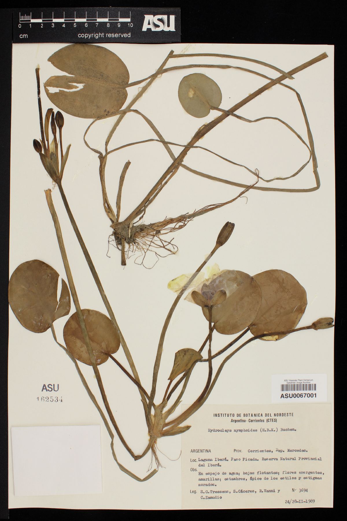 Hydrocleys nymphoides image