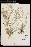 Eragrostis barrelieri image