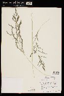 Eragrostis curvula image