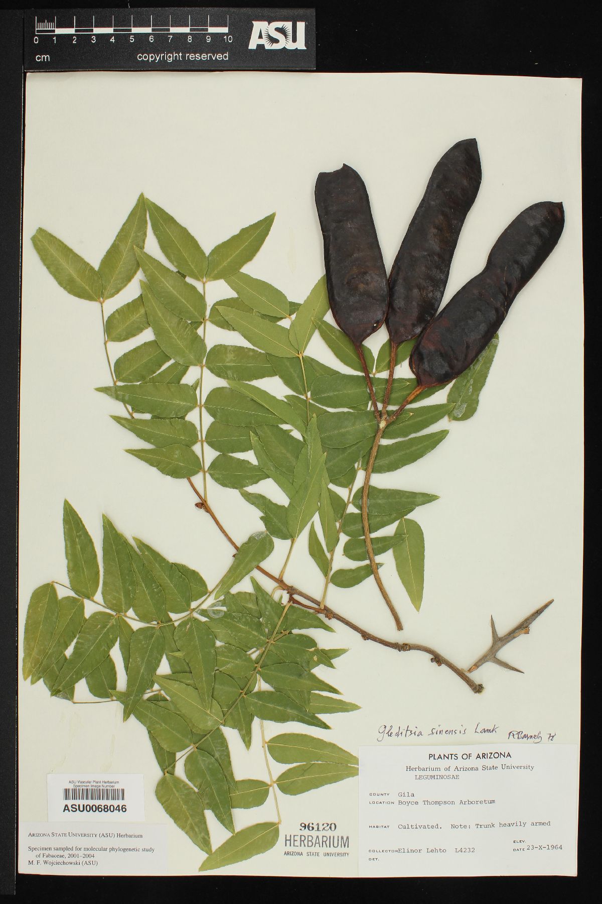 Gleditsia sinensis image