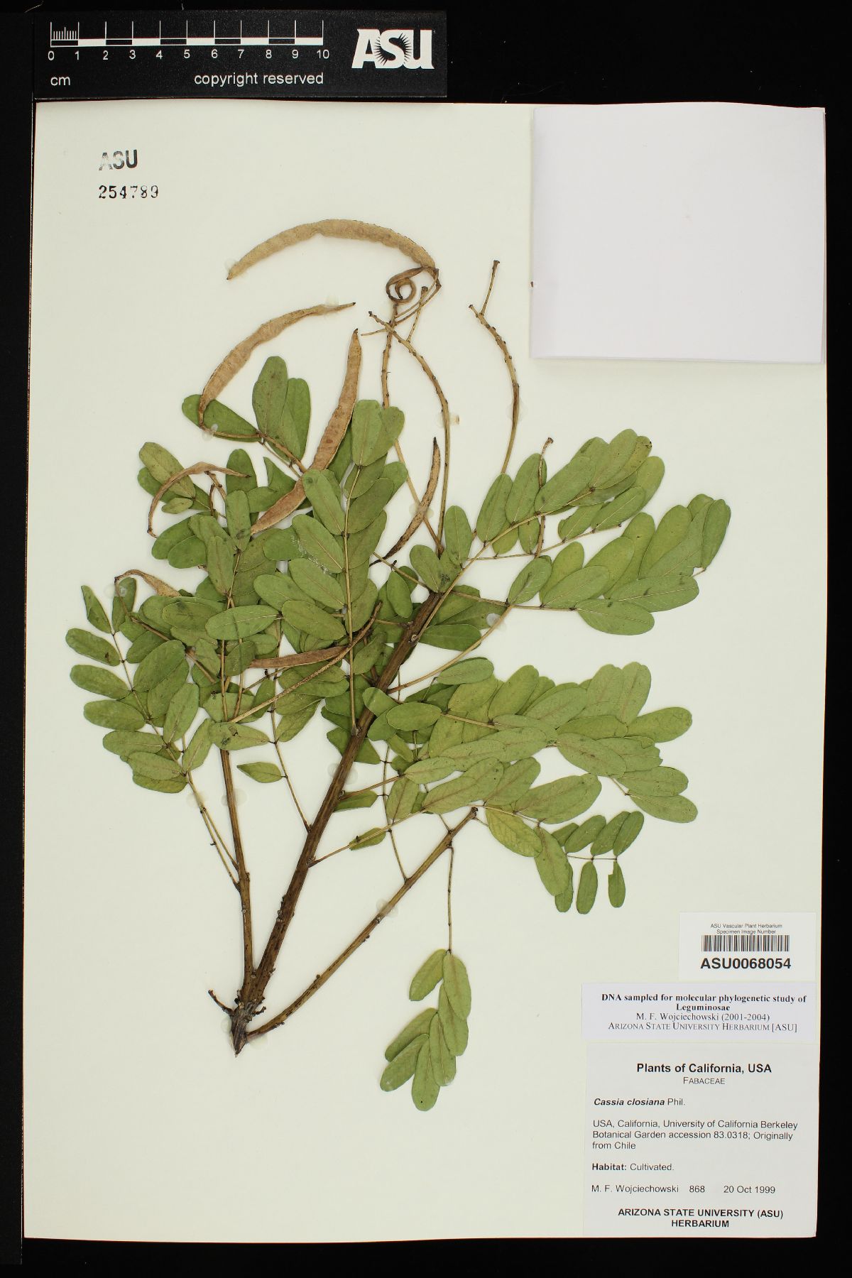 Cassia closiana image