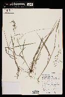 Agrostis stolonifera image