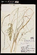 Eragrostis curvula image