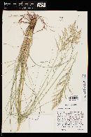 Eragrostis curvula image