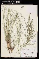 Eragrostis curvula image