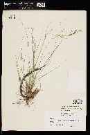 Eragrostis curvula image