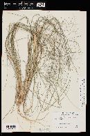 Eragrostis intermedia image