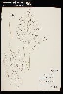 Eragrostis intermedia image