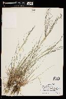 Eragrostis intermedia image