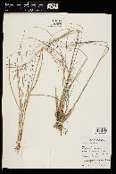 Eragrostis intermedia image