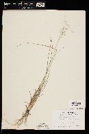 Eragrostis intermedia image