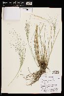 Eragrostis intermedia image