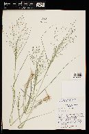 Eragrostis intermedia image