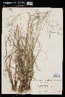 Eragrostis intermedia image