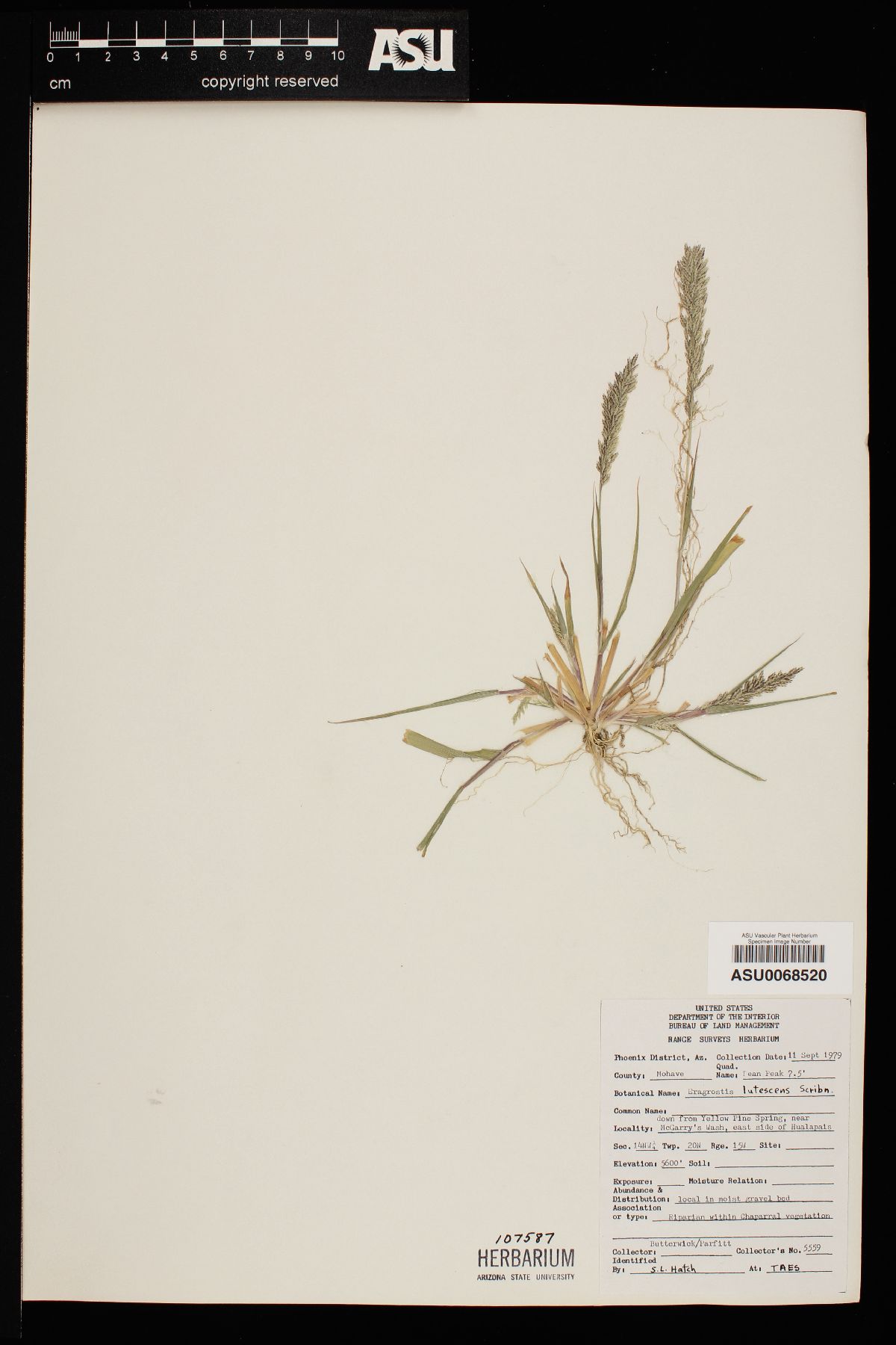 Eragrostis lutescens image