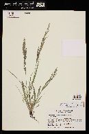 Eragrostis mexicana image