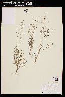 Eragrostis mexicana image