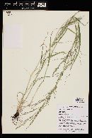 Eragrostis mexicana image