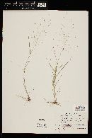 Eragrostis mexicana image