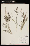 Eragrostis mexicana image