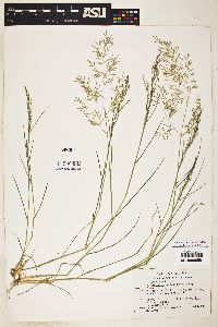 Eragrostis lehmanniana image