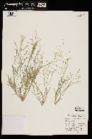 Eragrostis pectinacea image