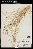 Eragrostis pectinacea var. pectinacea image