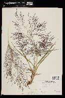 Eragrostis spectabilis image