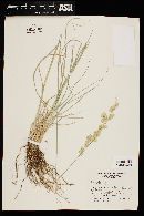 Eragrostis superba image