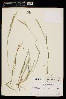 Eriochloa acuminata var. acuminata image