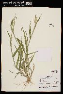 Eriochloa acuminata image