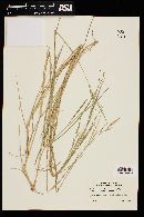 Eriochloa fatmensis image