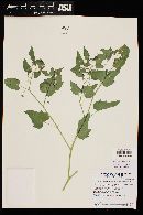 Physalis crassifolia var. crassifolia image