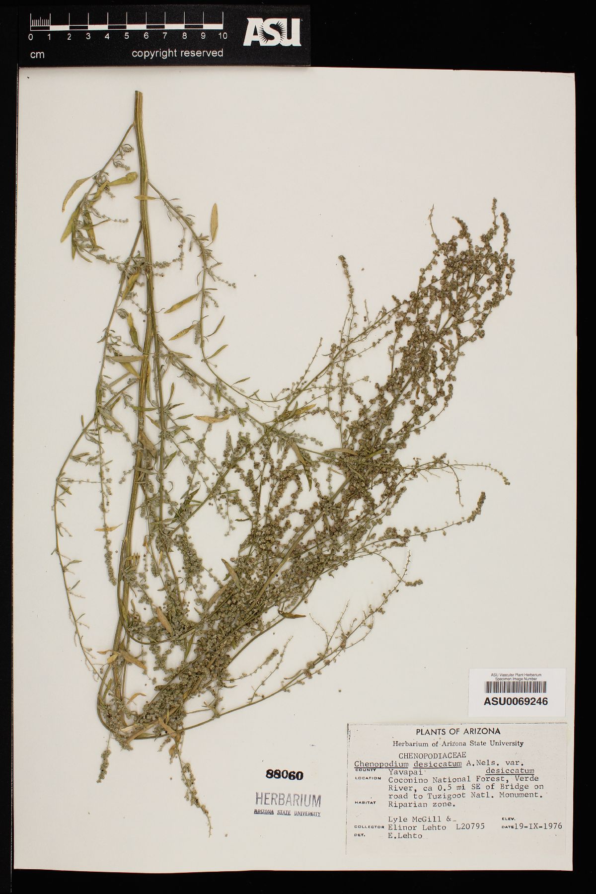 Chenopodium desiccatum image