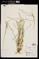 Panicum dichotomiflorum image